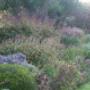 Kleine Plantage De