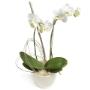 Rank Bloemen en Woondecoratie De
