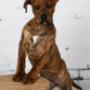 honden foto´s