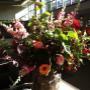 Jaarsveld Tuincentrum