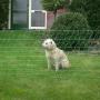 afrastering voor de hond