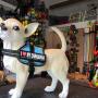 shop allemaal hondentuig