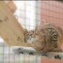 Dierenzorg Nationale