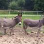 Dierenzorg Nationale
