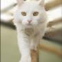 Dierenzorg Nationale