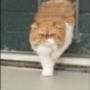 Dierenzorg Nationale