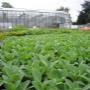 Verhallen Hoveniersbedrijf / Vaste Planten Kwekerij