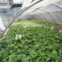 Verhallen Hoveniersbedrijf / Vaste Planten Kwekerij