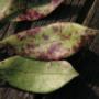 Alnus Tuinontwerpburo