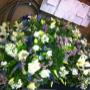 Bloem Design