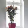Bloemsierkunst Daan Meurs