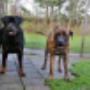 Burgers Dierenhotel Egmond