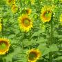 Bloemenwinkel Flowers & Lifestyle