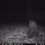 Steenmarter voor ir camera