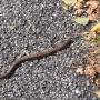 Hazelworm