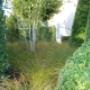 Berk met carex onder beplantin