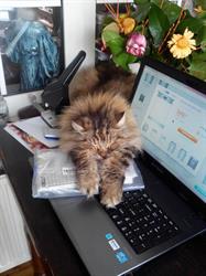 Kattenpension De Uitkomst