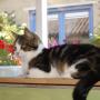 Snorrebaard Kattenpension