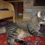 Snorrebaard Kattenpension