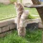 Snorrebaard Kattenpension