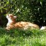 Snorrebaard Kattenpension