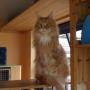 Snorrebaard Kattenpension