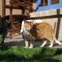 Snorrebaard Kattenpension
