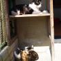 Snorrebaard Kattenpension