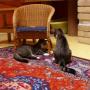 Snorrebaard Kattenpension