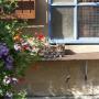 Snorrebaard Kattenpension