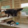 Snorrebaard Kattenpension