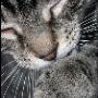 Snorrebaard Kattenpension