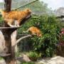Snorrebaard Kattenpension