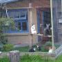 Snorrebaard Kattenpension
