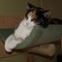 Snorrebaard Kattenpension