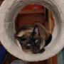 Snorrebaard Kattenpension
