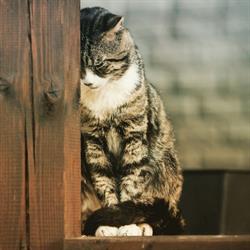 Dierenbegraafplaats Larixhof