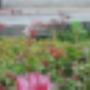 sedumbeplanting