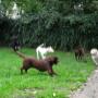 Marnehôf Dierenpension 't