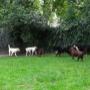 Marnehôf Dierenpension 't