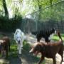 Marnehôf Dierenpension 't