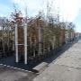Nienhuis Boomkwekerij Fa Corn