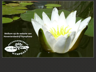 Nymphaea
