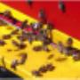Partyboot De Koperen Hoorn