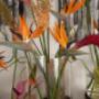 Bloemen Paul Hafkamp Bloemen