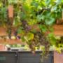 Maatwerk pergola Vorden