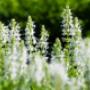 Beplantingsplan Zutphen