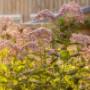 Natuurlijke schutting in Almen