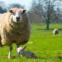 Bakker Rentmeesters & Makelaars BV
