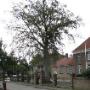 boomtechnisch advies